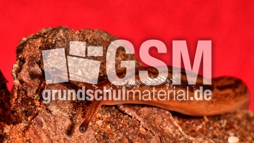 Tigerschnegel (1).jpg